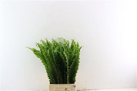 Aspidistra Leaves Bunch 60cm