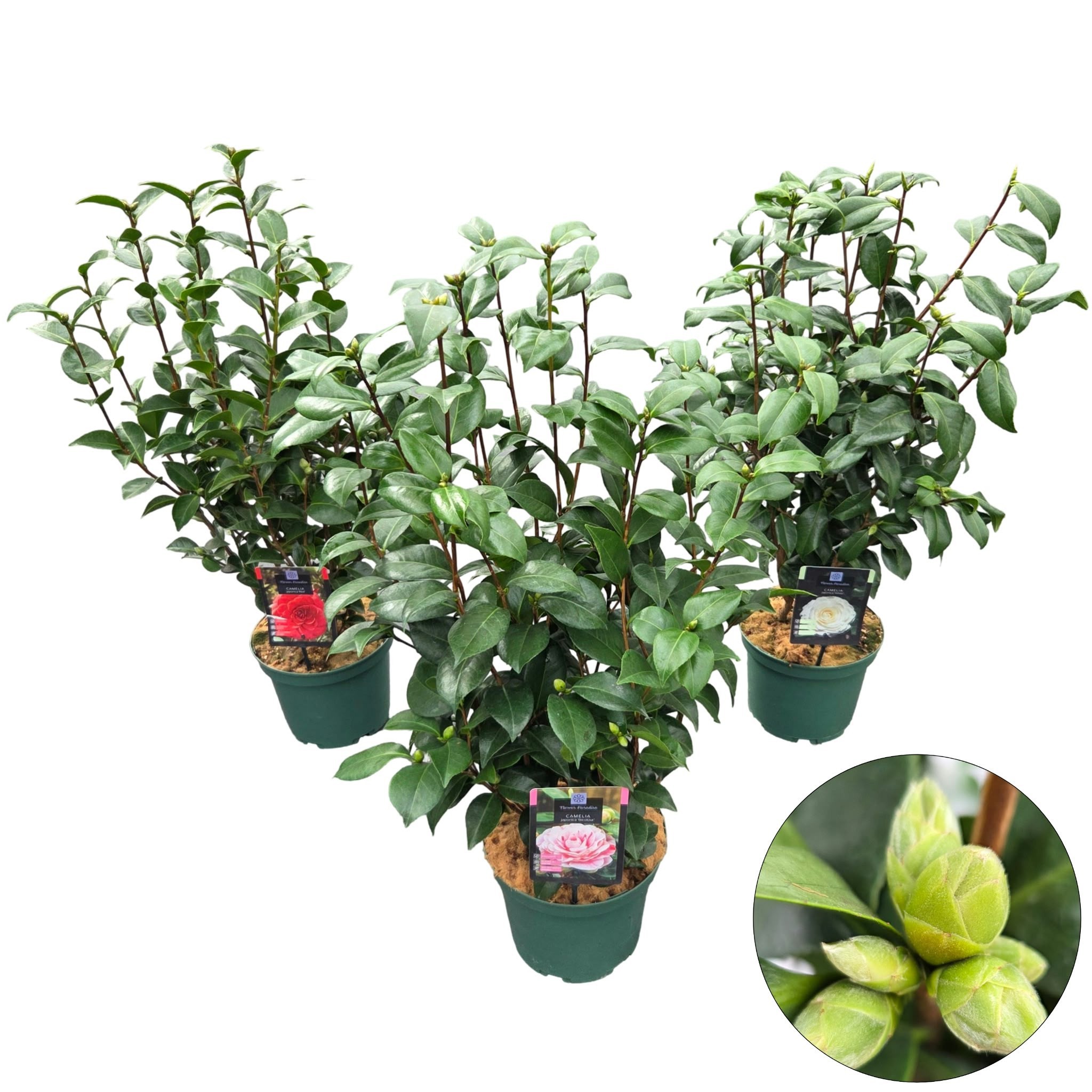 Camellia jap. 'Mix'