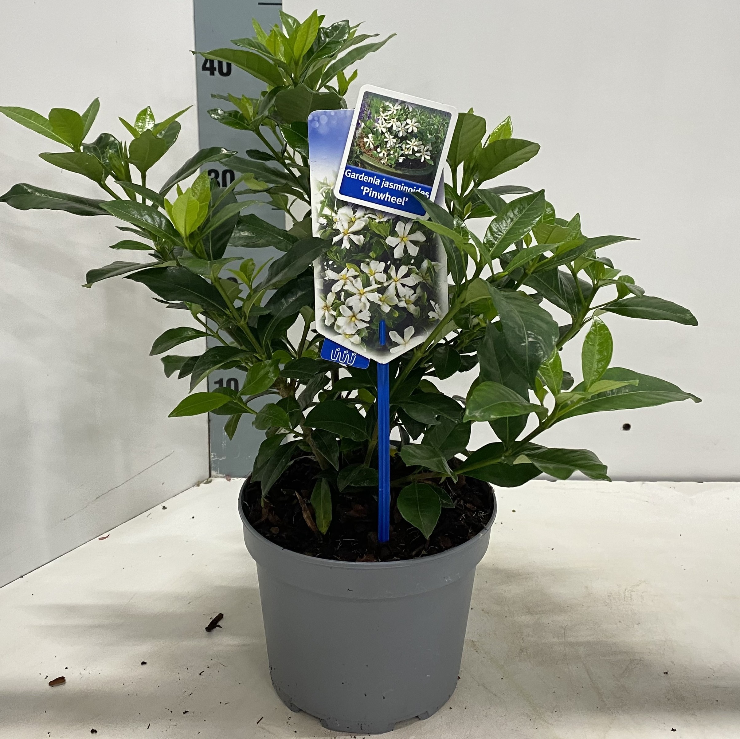 Picture of Gardenia jasminoides Pinwheel® P17 (2 Ltr)