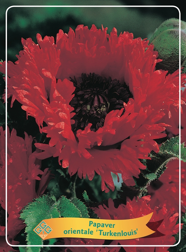 Picture of Papaver mix 6x10 srt. per shelve P11