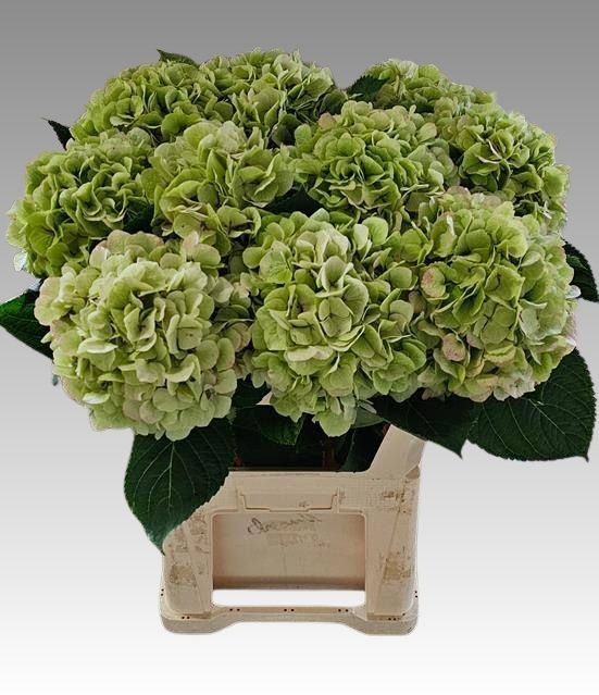 Hydrangea Verena Classic Pink 80cm 23Ø