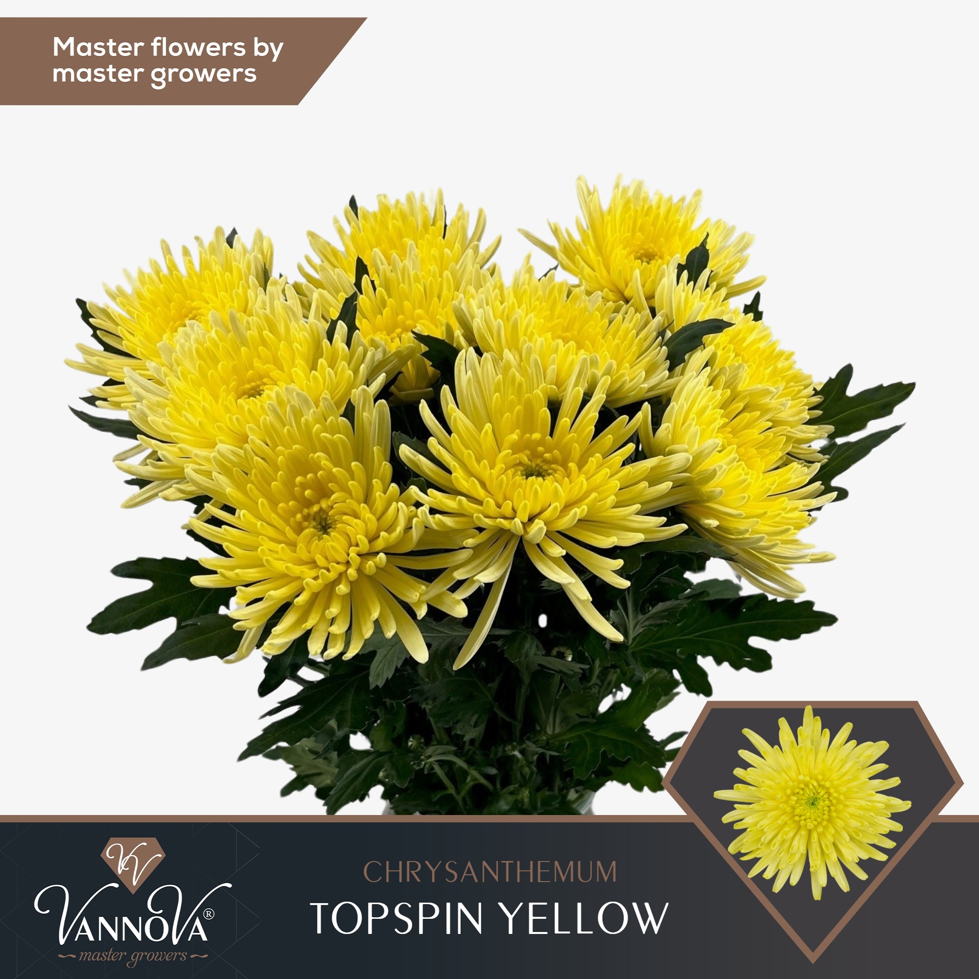 Chr G Topspin Yellow