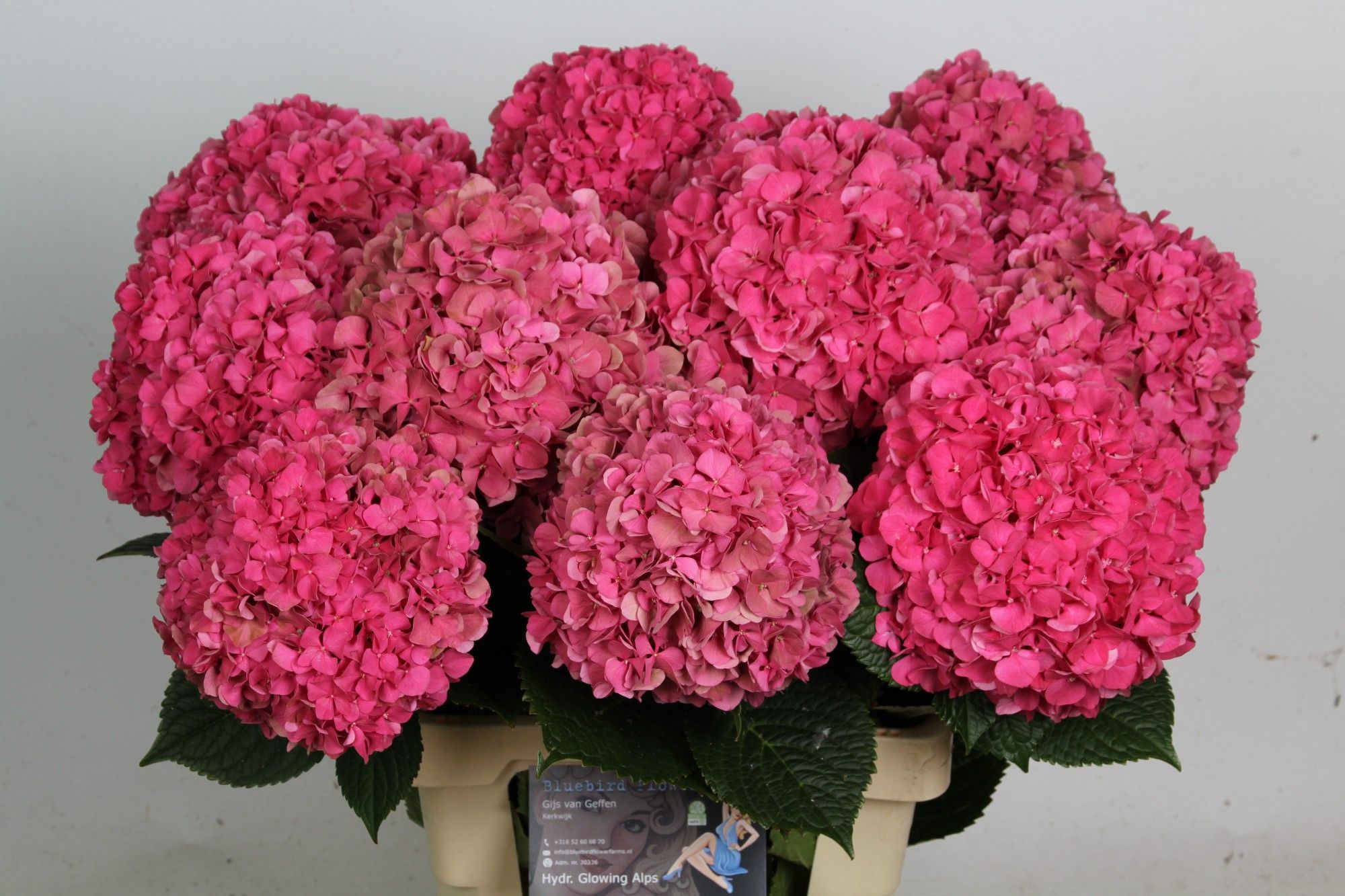 Hydrangea Glowing Alps Pink 70cm 19Ø