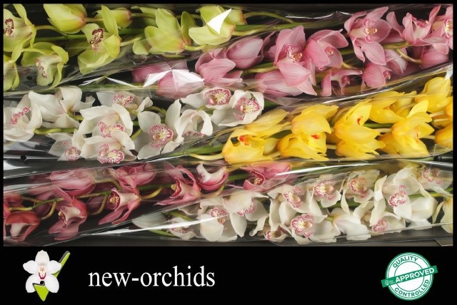 Cymbidium Asst 13bl
