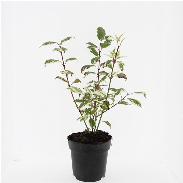 Picture of Cornus alba Sibirica Variegata P17 (2 Ltr) (LOOSE)