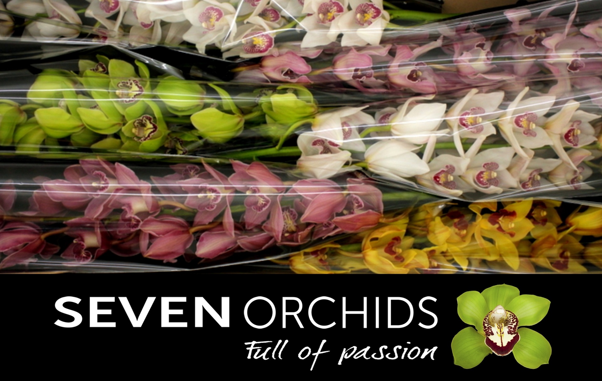 Cymbidium Asst 13bl