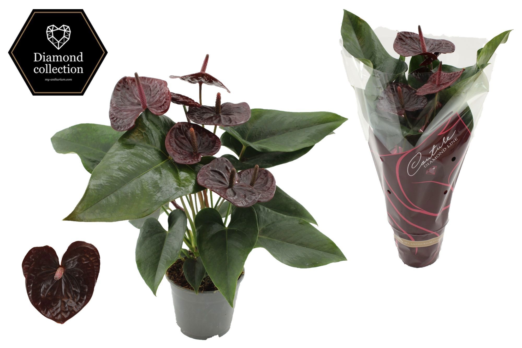 Anthurium 14 Cm Morena In Diamond Line Purple Slee