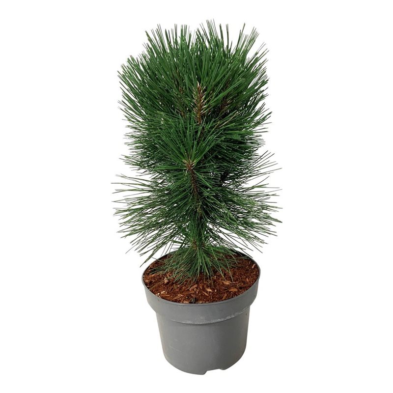 Picture of Pinus nigra 'Pyramidalis'