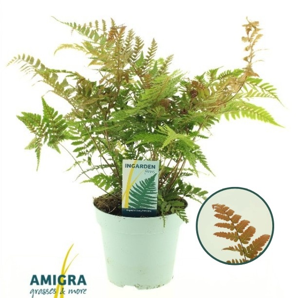 Picture of Dryopteris erythrosora