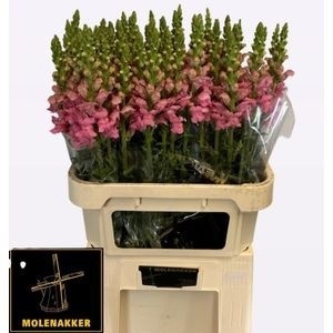 Antirrhinum Poto Pink 70cm