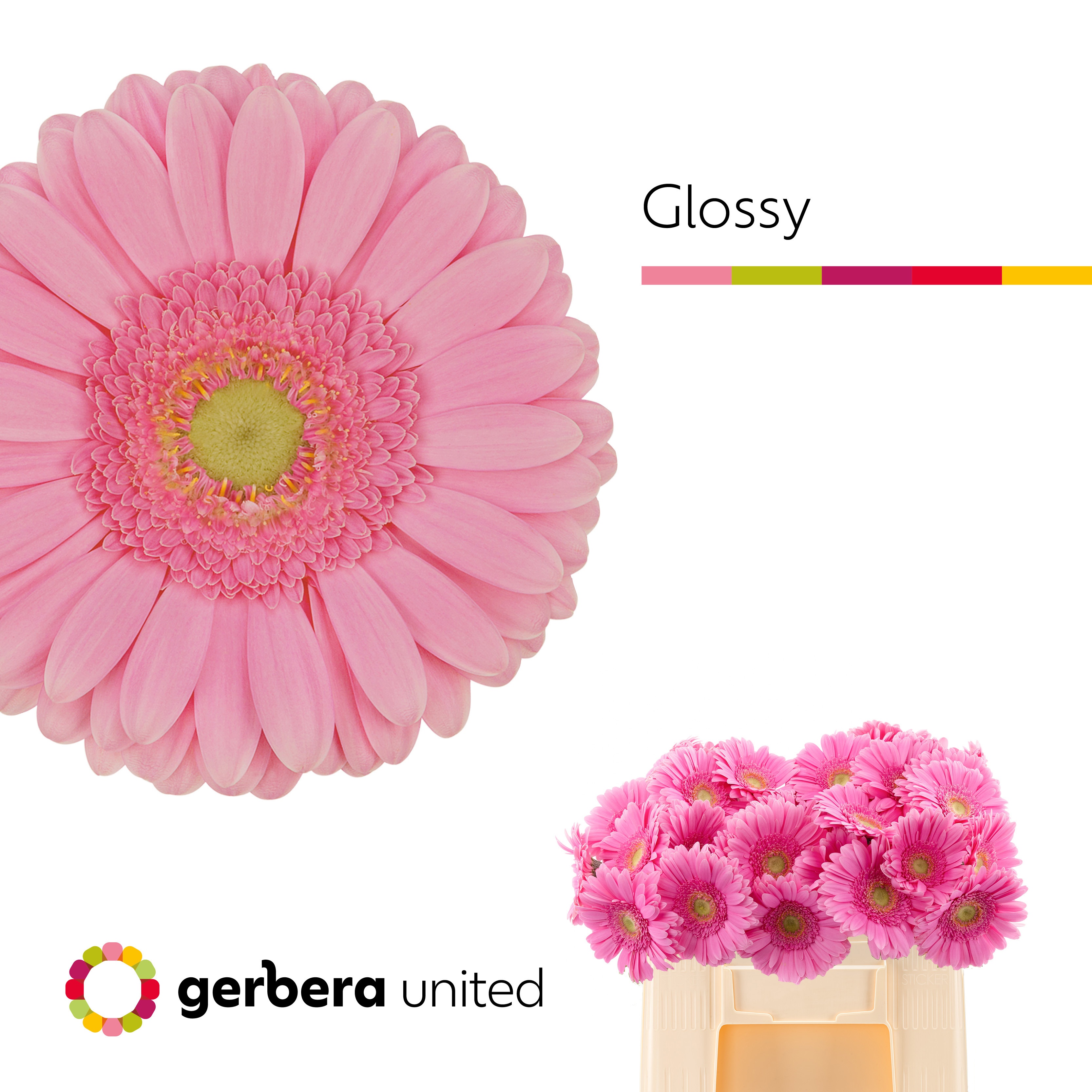 Gerbera Glossy