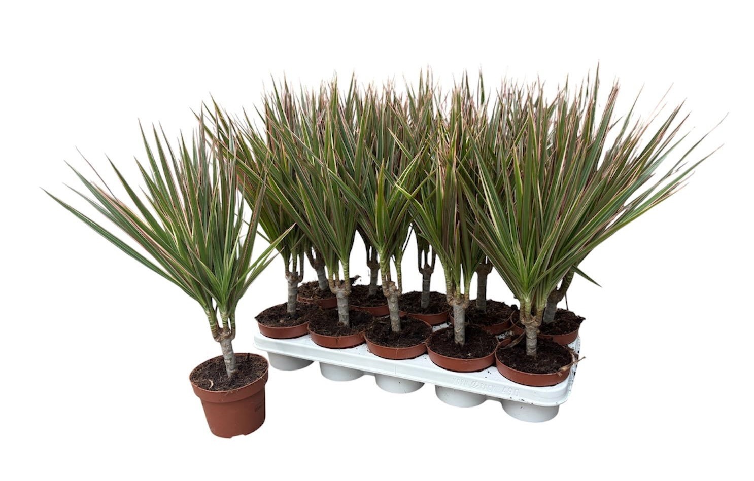 Dra Marg Bicolor 12P 45H 1stek 3kop