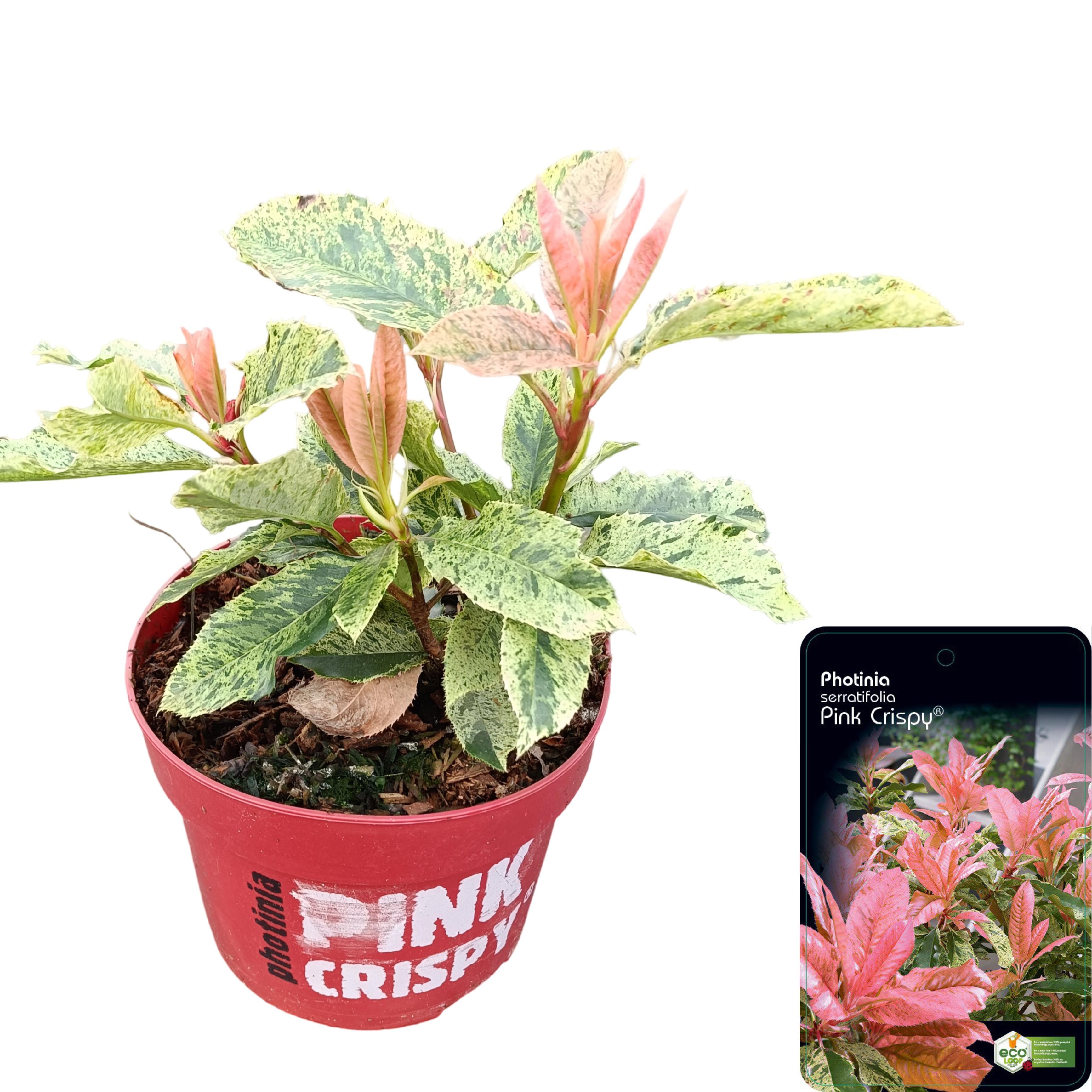 Picture of Photinia serratifolia 'Pink Crispy'® C2