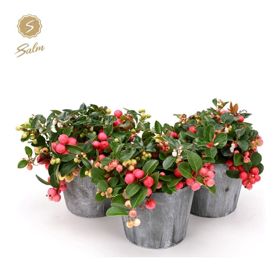Gaultheria 'Ciao Bella'® in Wood