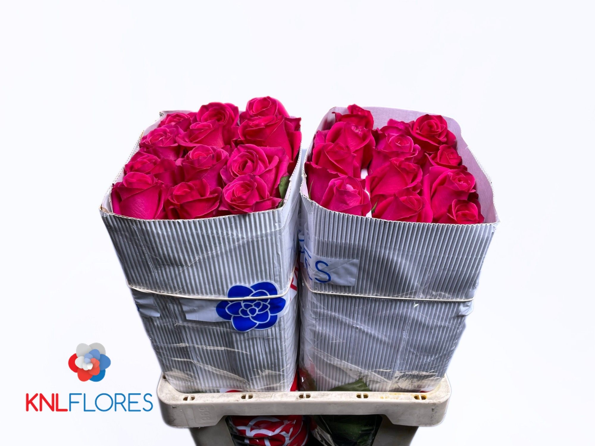 Rosa Pink Floyd 60cm