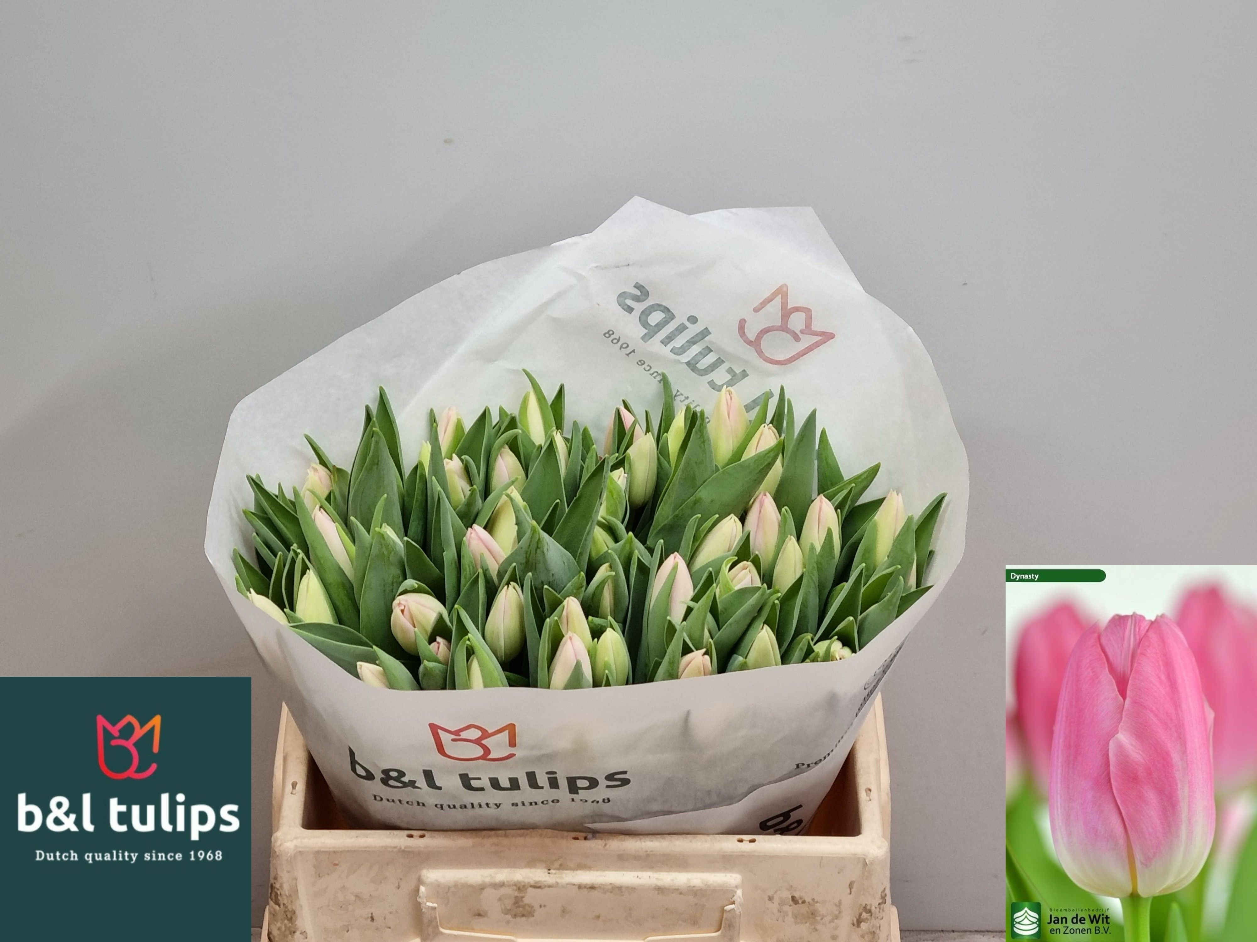 Tulipa Dynasty 34cm 30gram