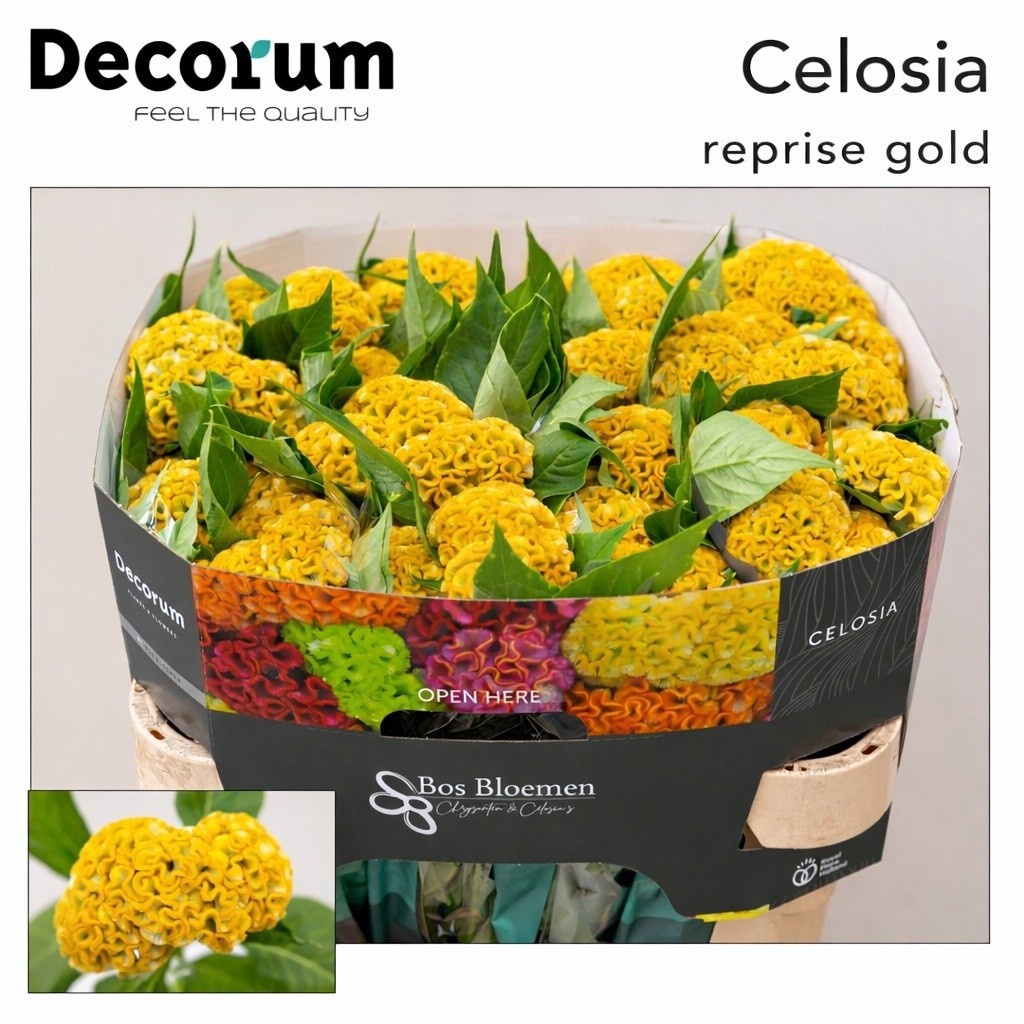 Celosia Reprise Gold 70cm