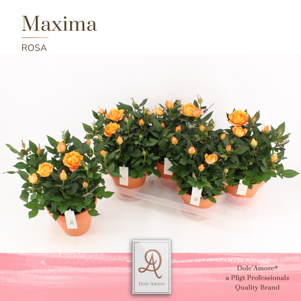 Picture of Rosa Oranje DolcAmore in Terracotta ceramic P14 32cm