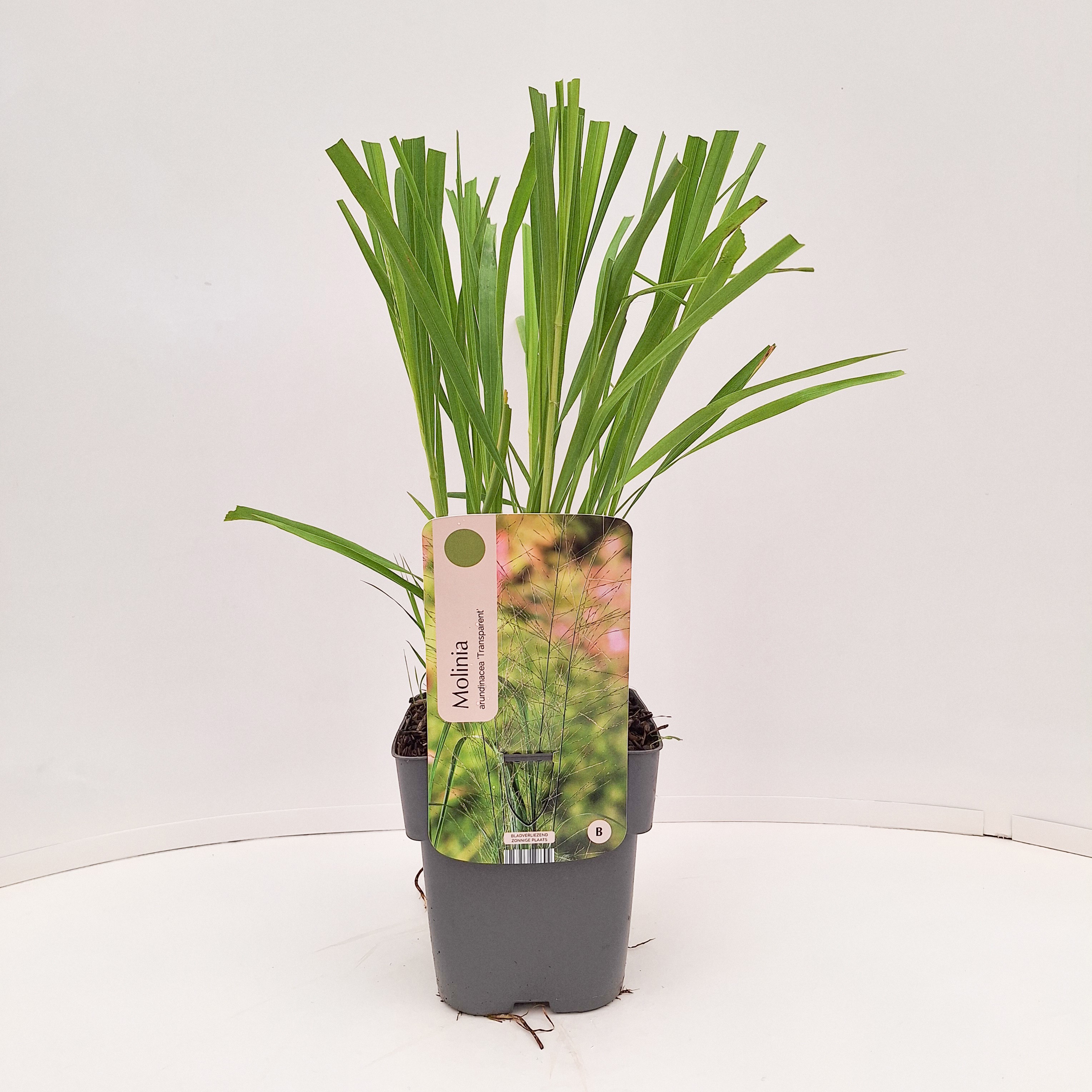 Molinia arundinacea 'Transparent'