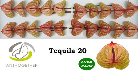 Anth A Tequila