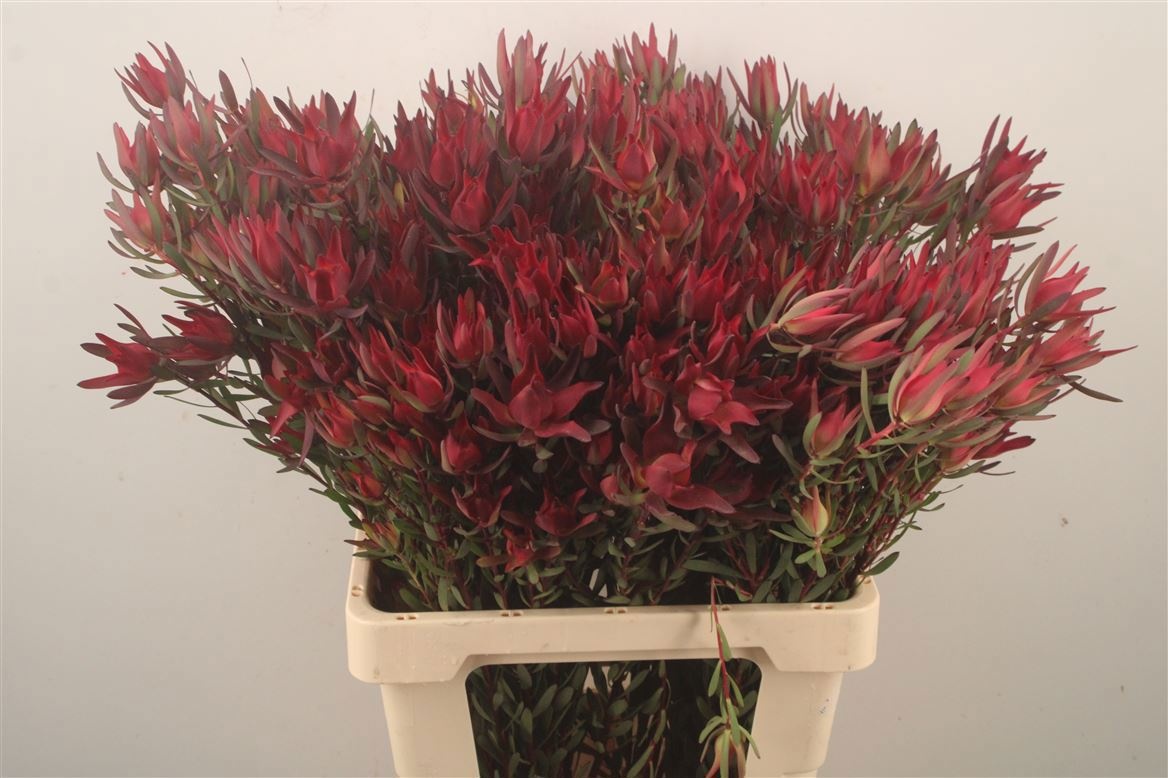 Leucadendron Sal Blush 70cm