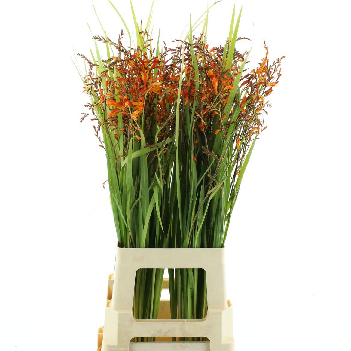 Crocosmia Red King 70cm