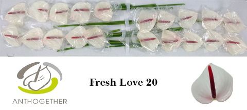 Anth A Fresh Love