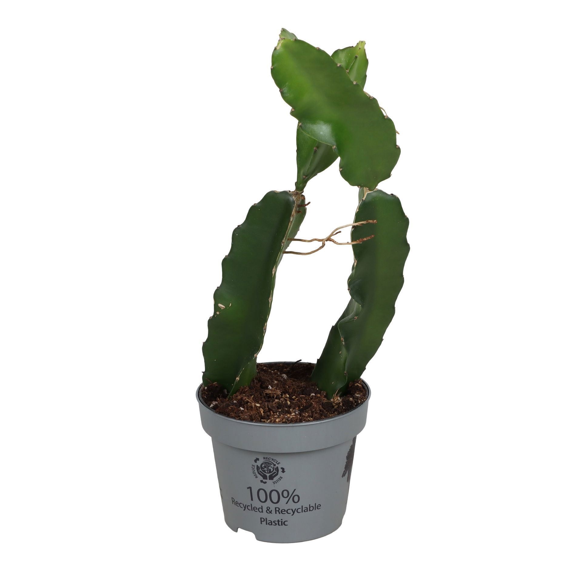 Hylocereus Undatus Dragon Fruit Cactus
