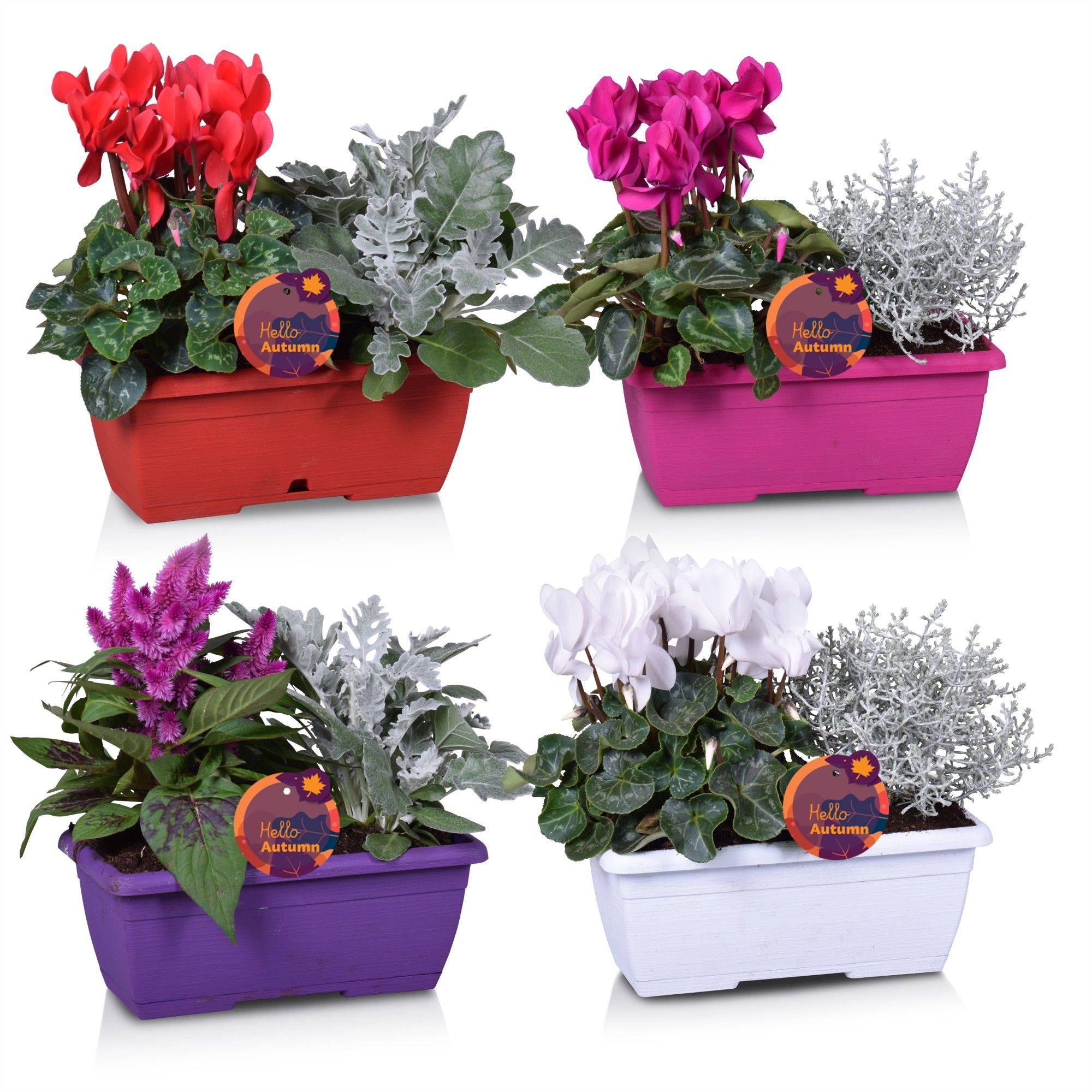 Perkpl Gem In Pot 25Ø 30cm