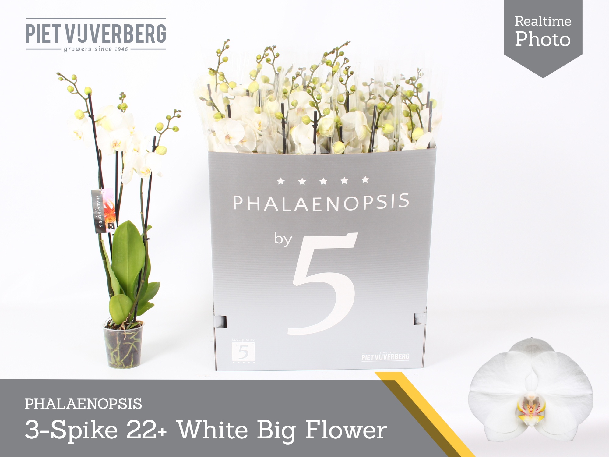 Phalaenopsis White 2 Stem 12Ø 70cm