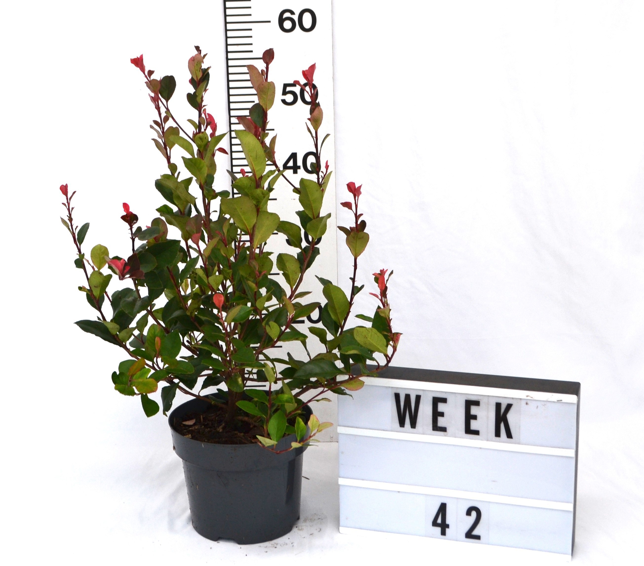 Photinia fraseri 'Little Red Robin'