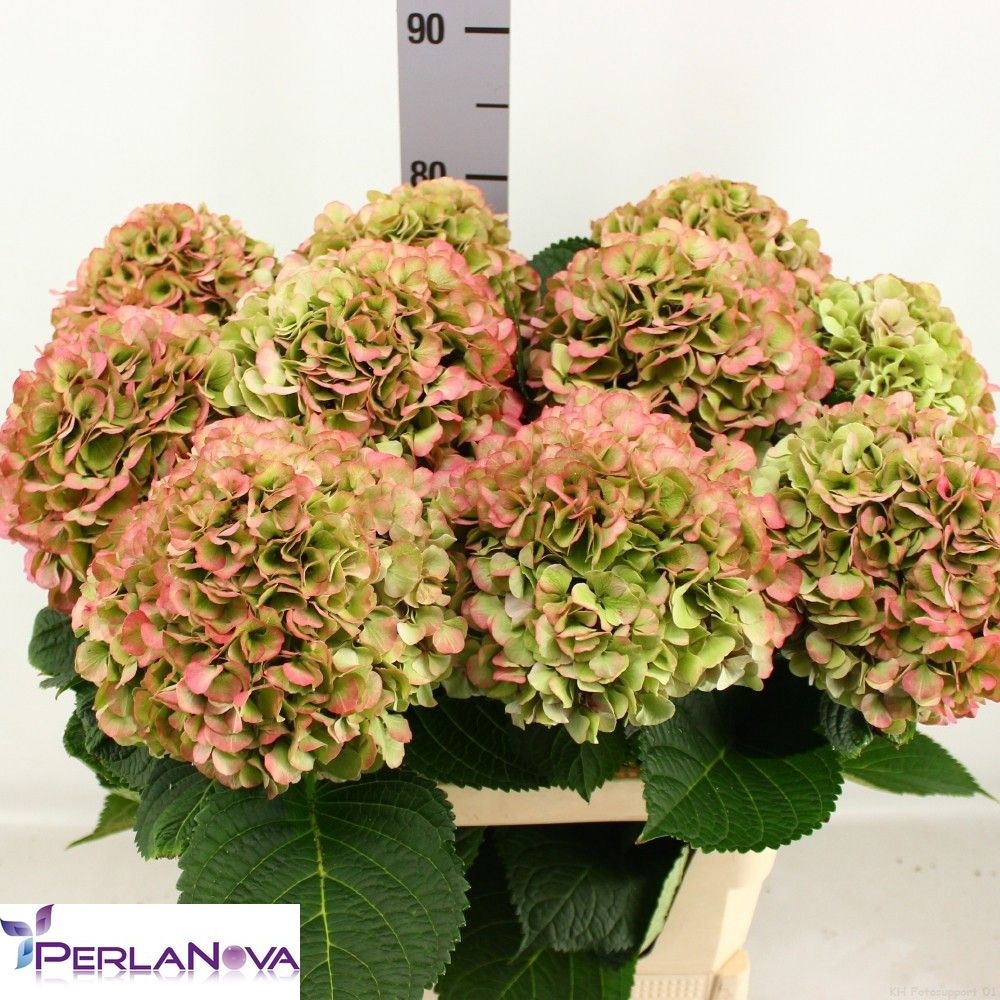 Hydrangea My Vienna Classic 80cm 20Ø