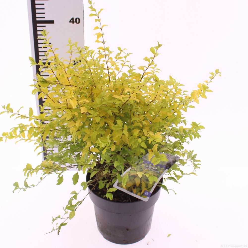 Picture of Ligustrum 'Lemon and Lime'