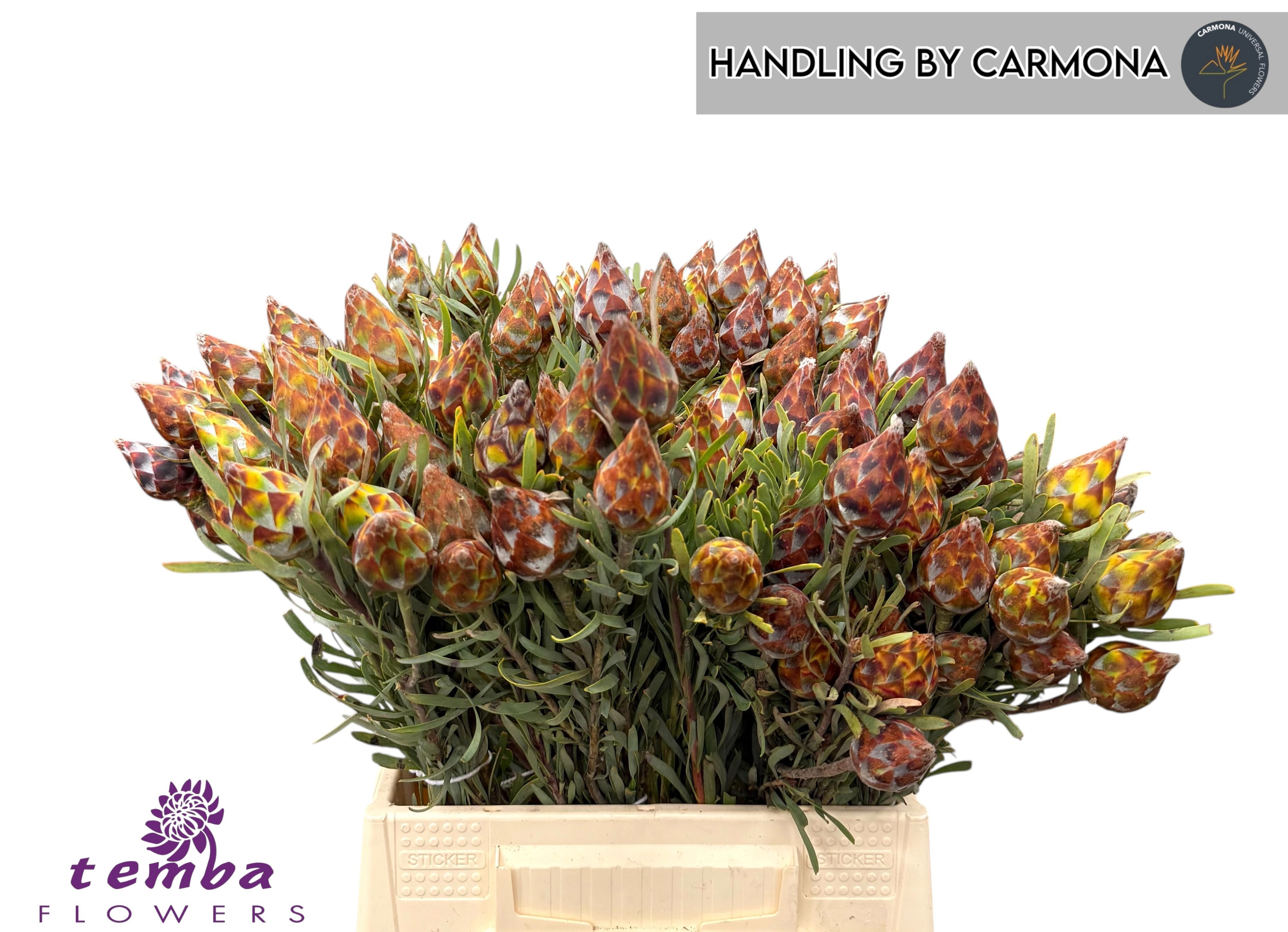Leucadendron Rubrum Bnch 40cm