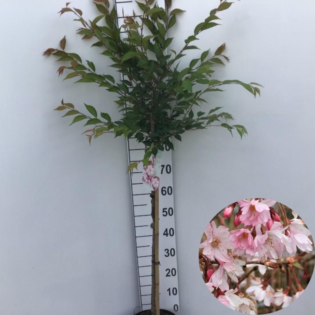 Picture of Prunus subhirtella Autumnalis Rosea P26 (7.5 Ltr) 90/STD