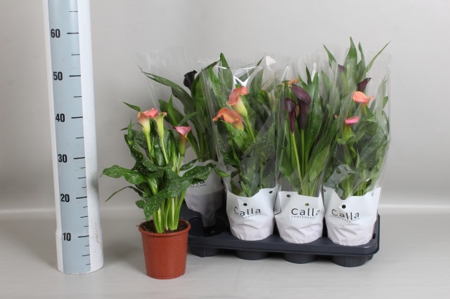 Zant Gem 13Ø 45cm