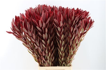 Leucadendron Safari Sunset 90cm