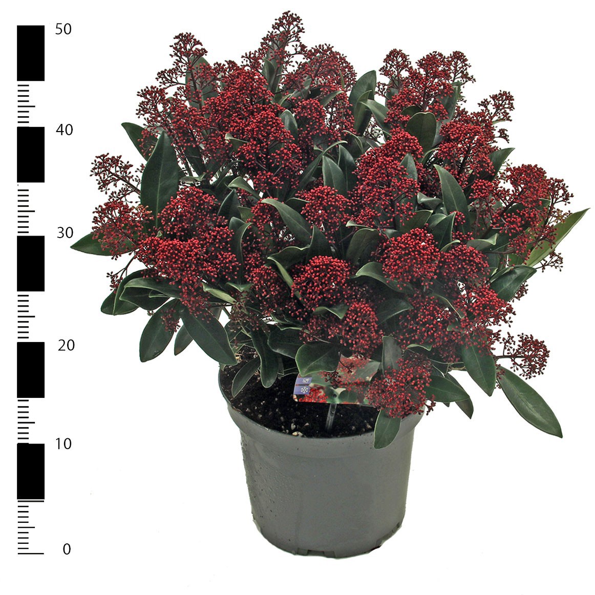 Picture of Skimmia jap. 'Rubella'