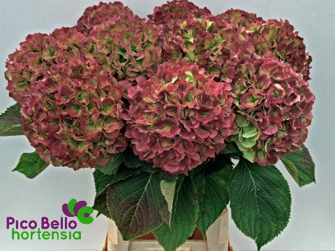 Hydrangea Verena Classic Pink 90cm 24Ø