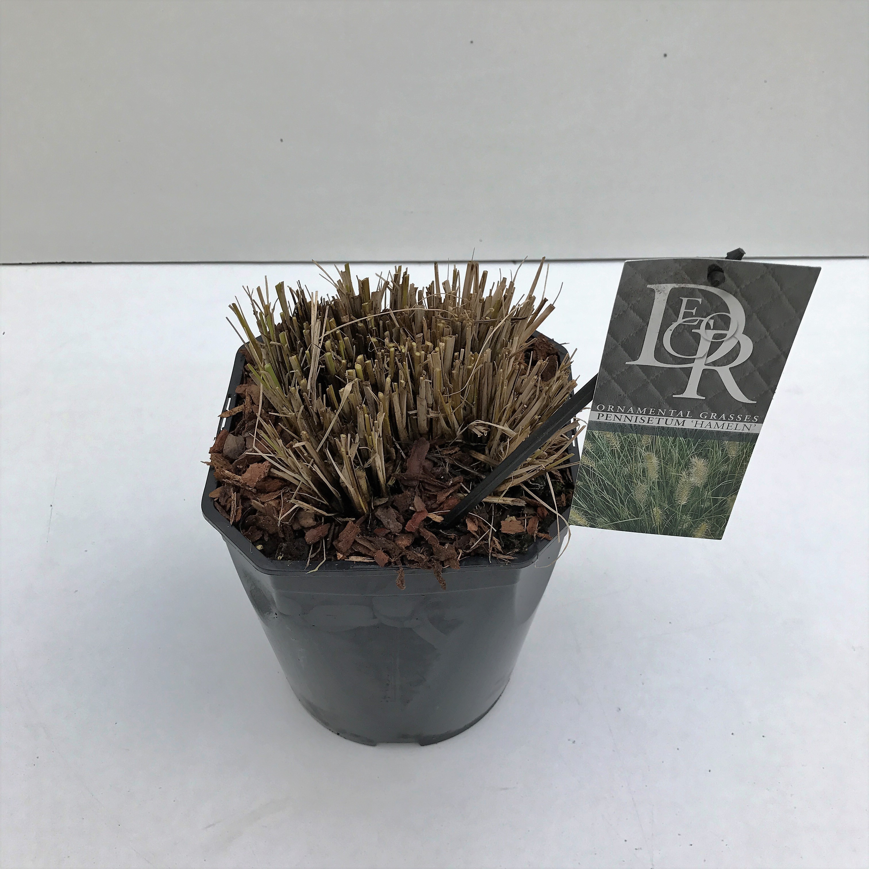 Picture of Pennisetum Hameln P23 (5 Ltr) SQUARE (LOOSE)