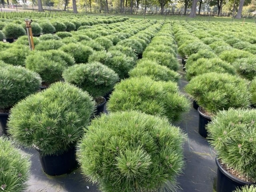 Picture of Pinus nigra Brepo C35 80/+