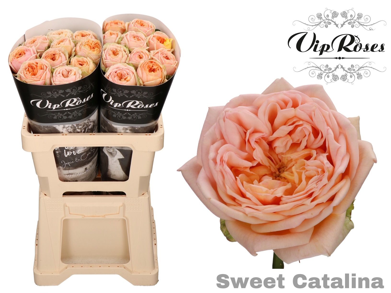 R Gr Sweet Catalina+