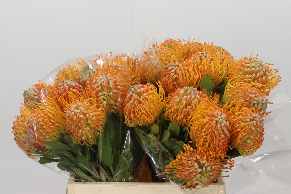 Leucospermum Soleil 40cm