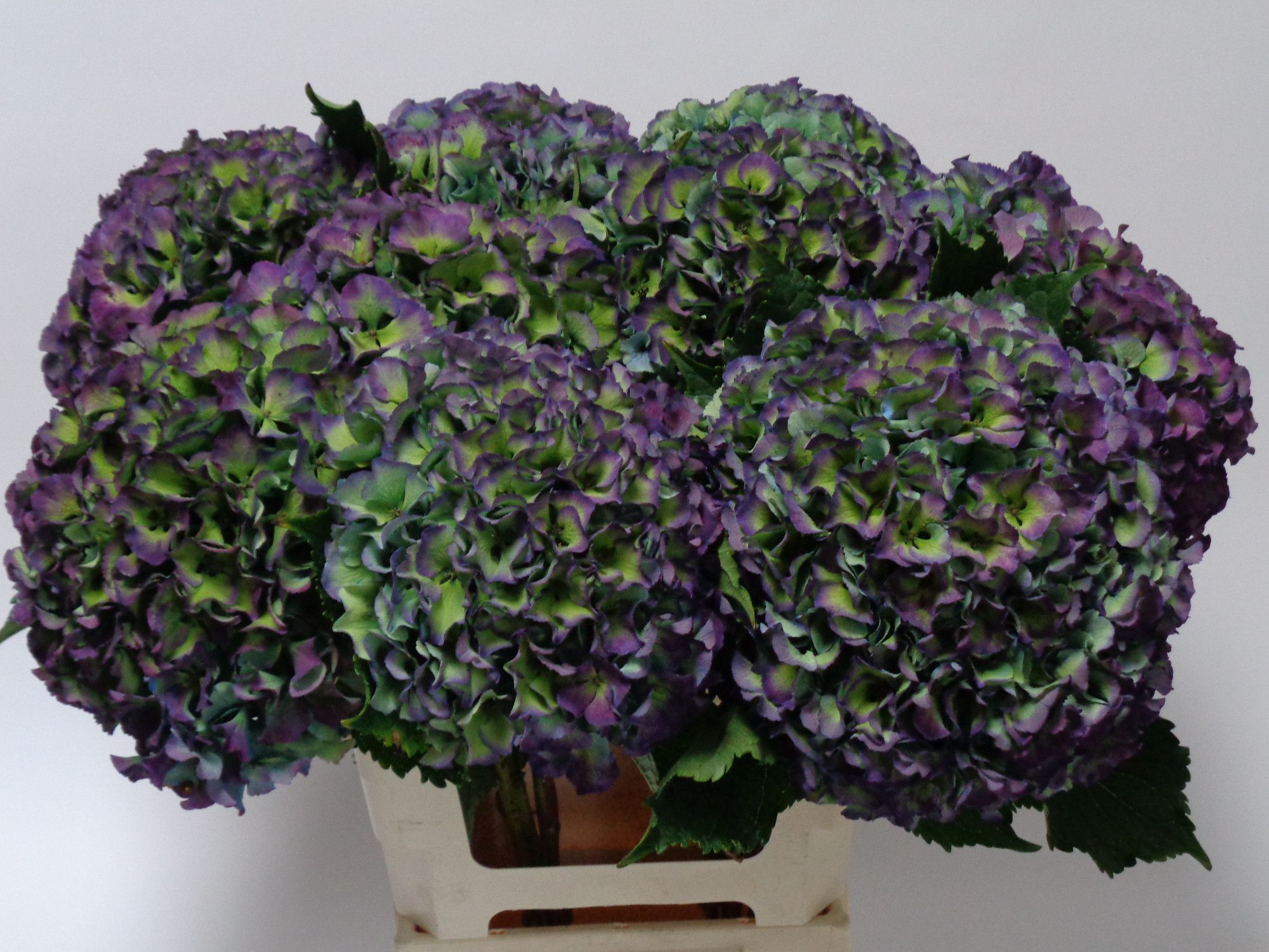 Hydrangea Royal Parade Classic 60cm 20Ø