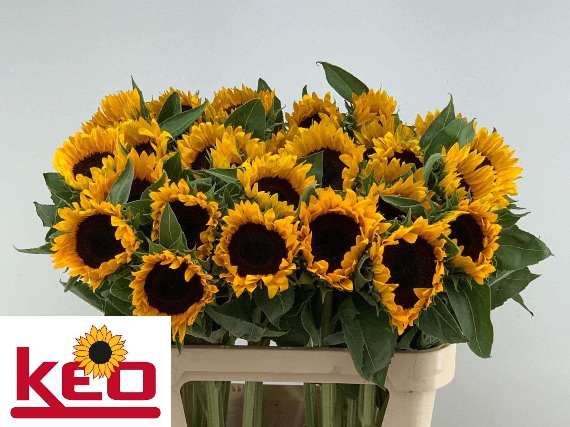 Helianthus Sunrich Or 80cm