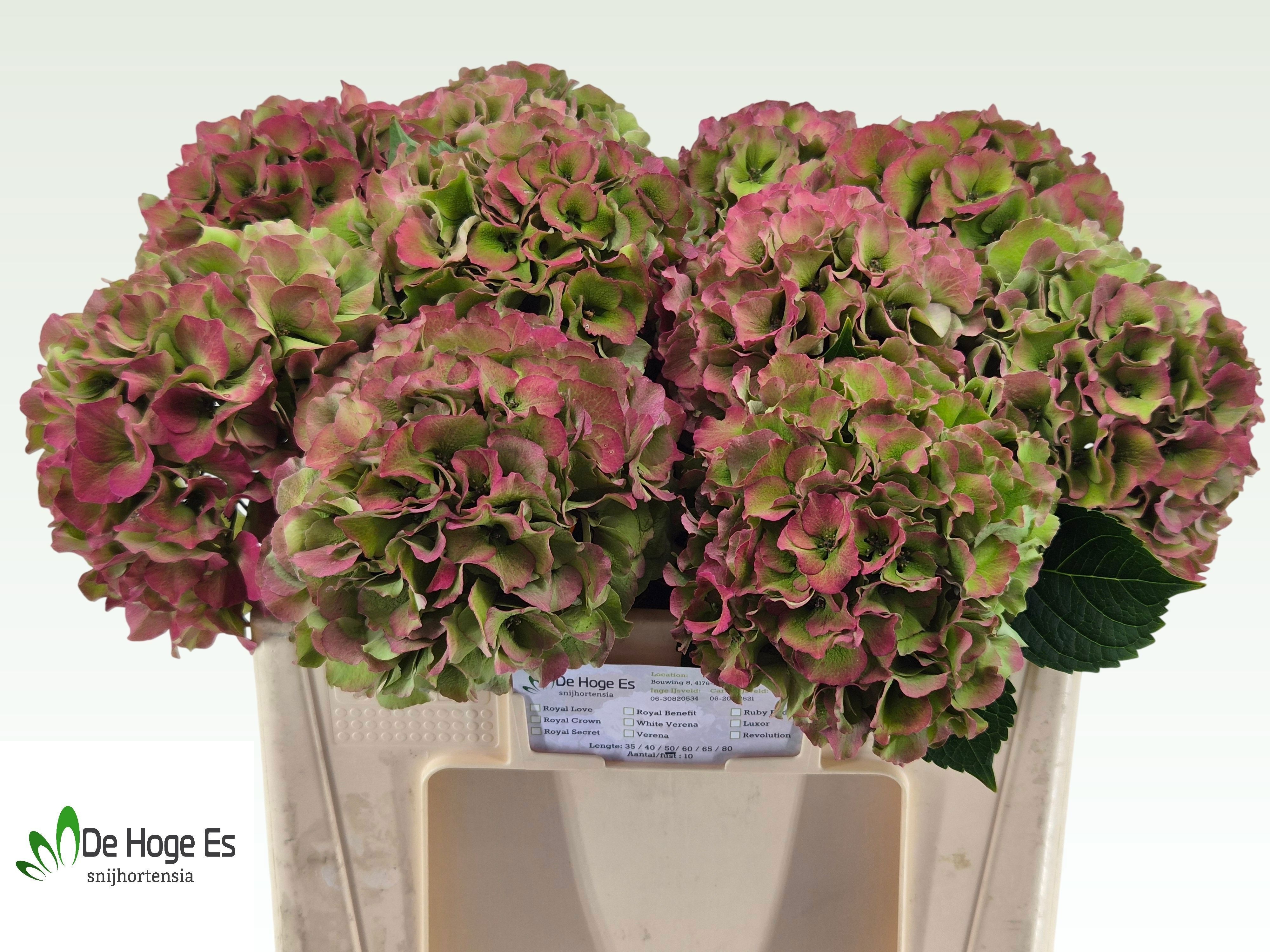 Hydrangea Royal Palace Classic 50cm 18Ø