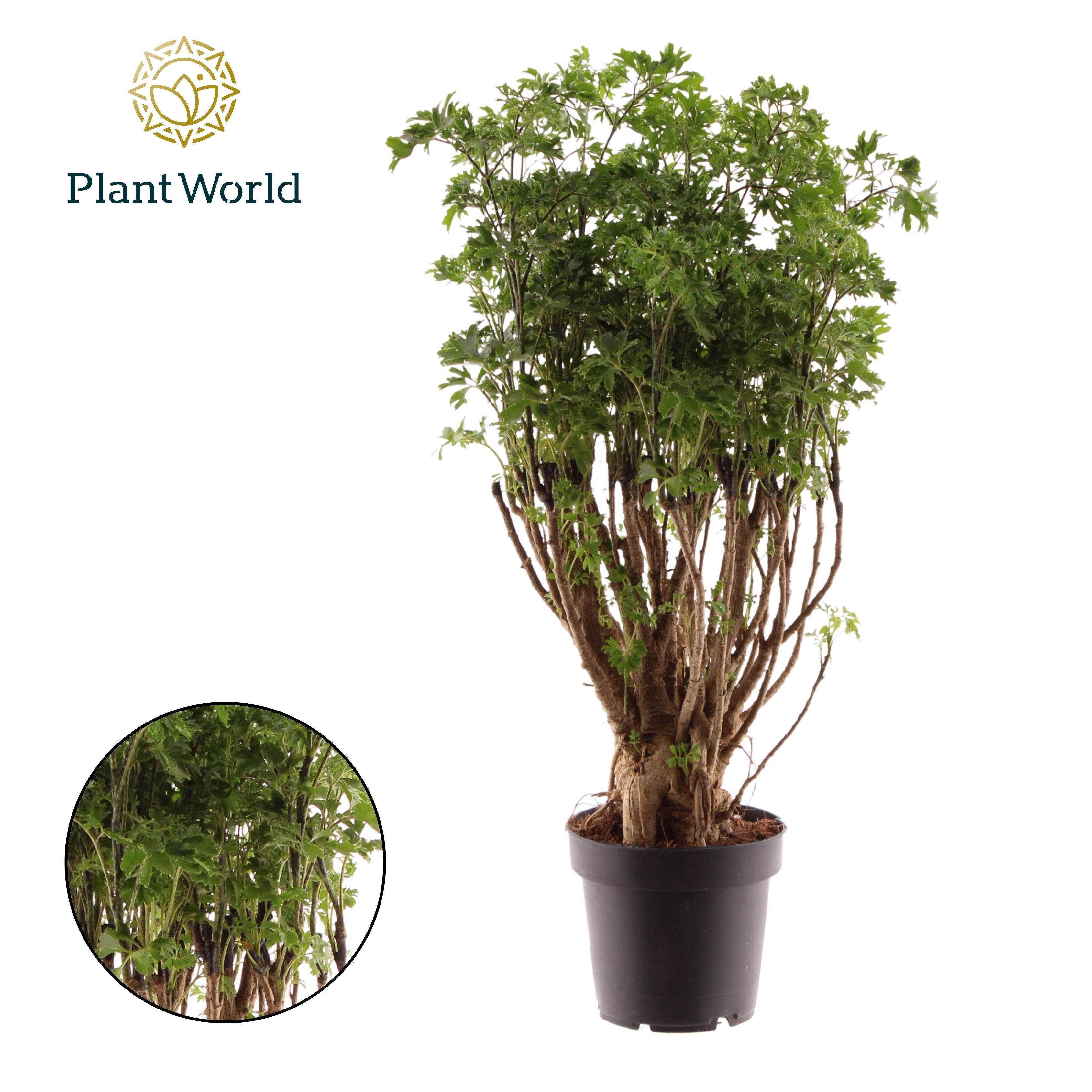 schneidebrett bambus 60 x 40 Schneidebrett aus Bambus Natur 60 x 40 x 4 cm – WohnlyHome