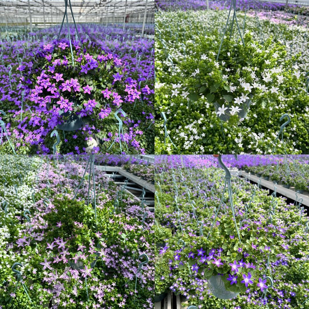 Picture of Campanula Addenda in 3 varieties per shelf P19 HANGING-BASKET (LOOSE)