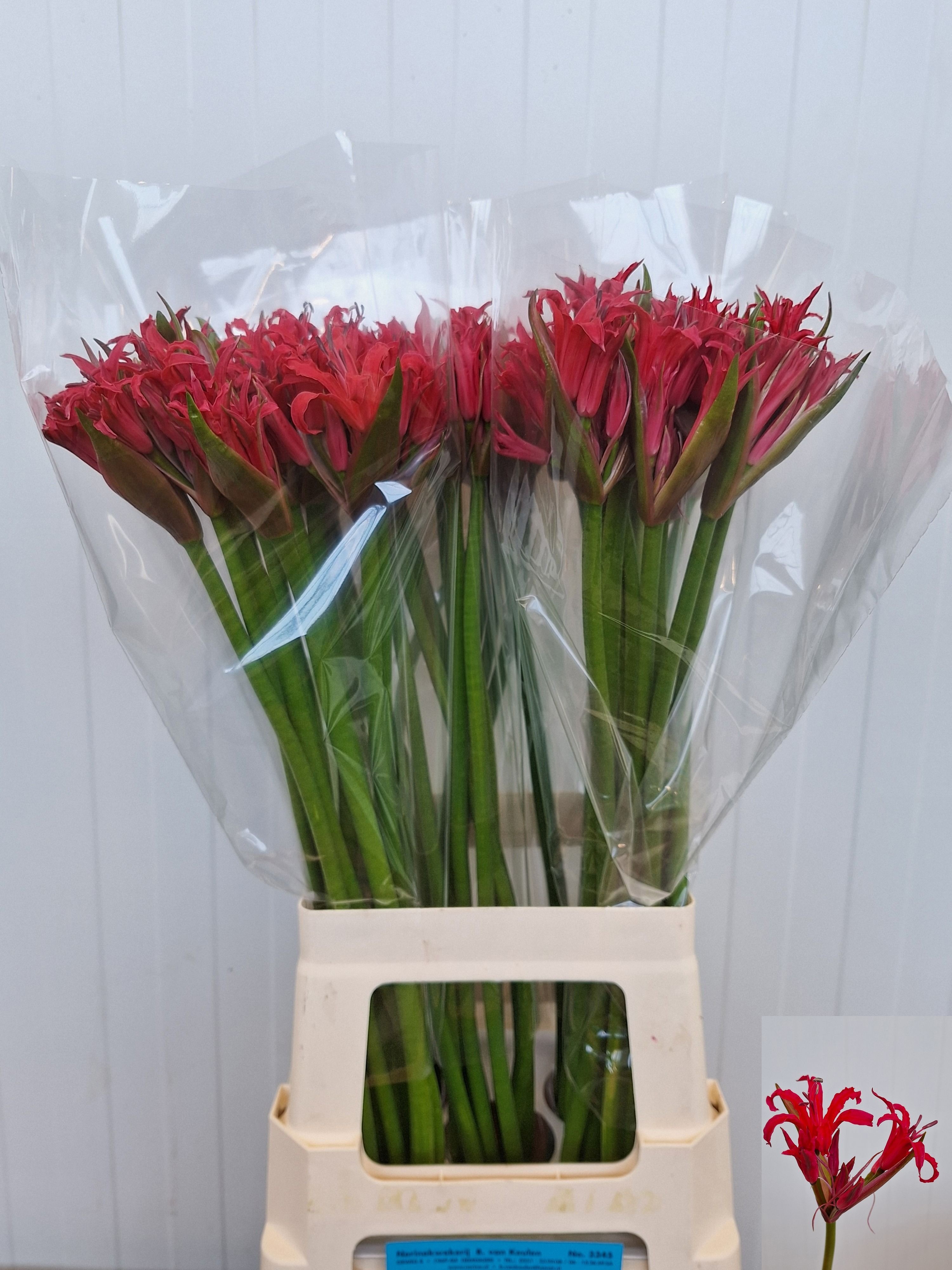 Ne Elegance Amor 70cm