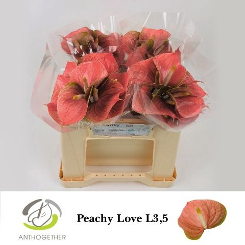 Anth A Peachy Love
